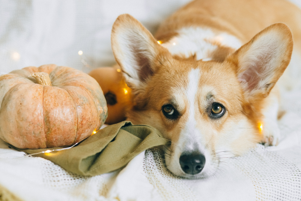 Cardigan Welsh Corgi