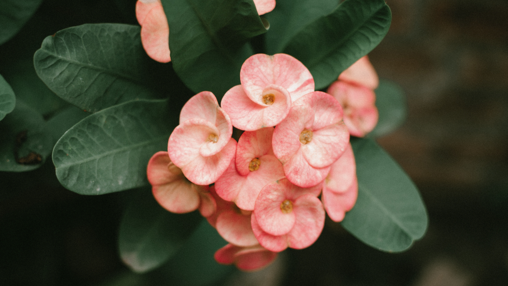 Crown of Thorns