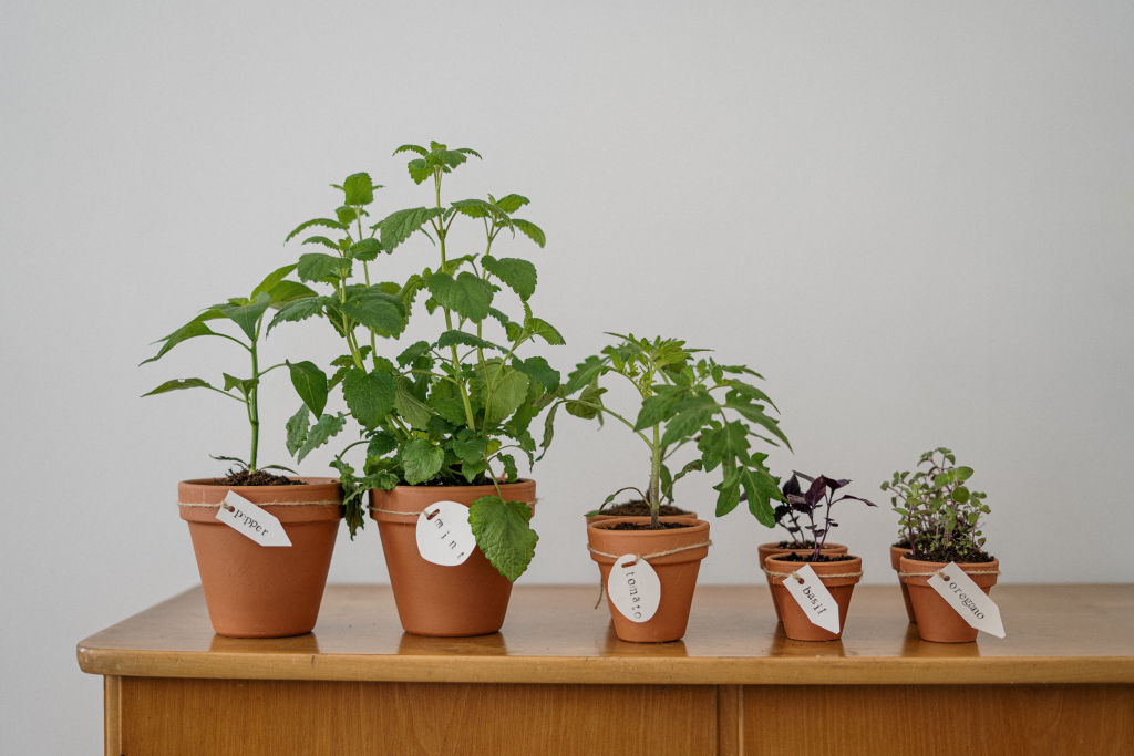 Grow a garden in a pot