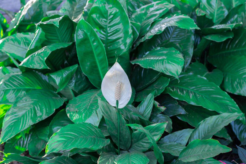 Peace Lilies - indoor flowering plants