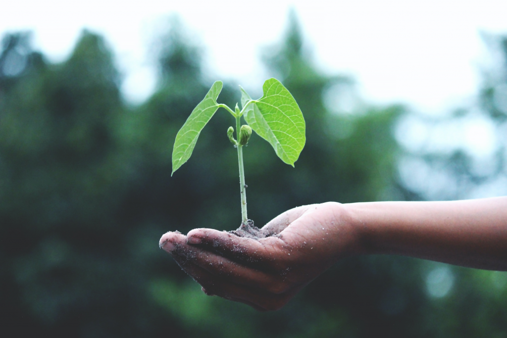 Plant trees