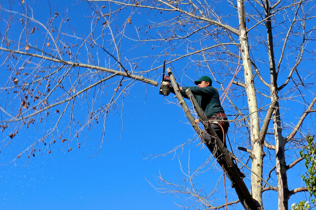 Trimming Trees