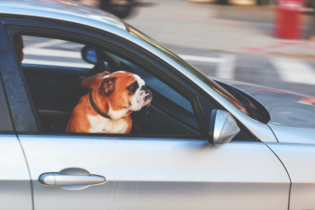 a dog in the car