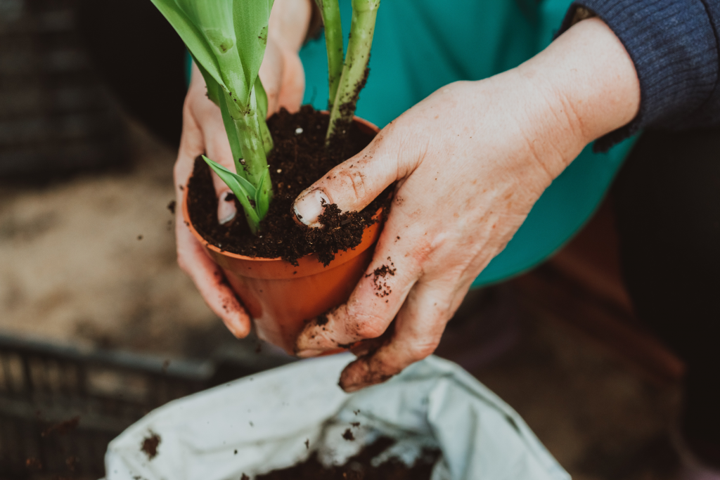 small balcony gardening for beginners