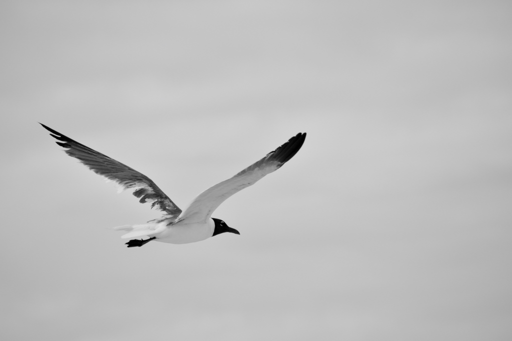 gull