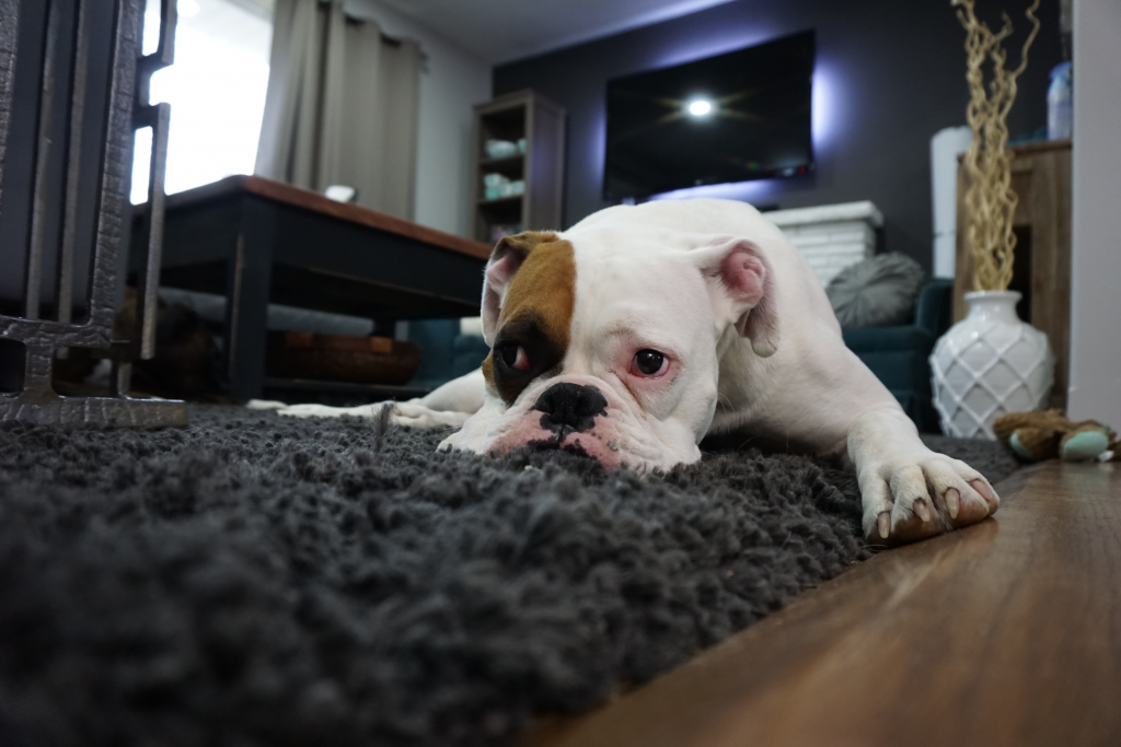 pets in the carpet