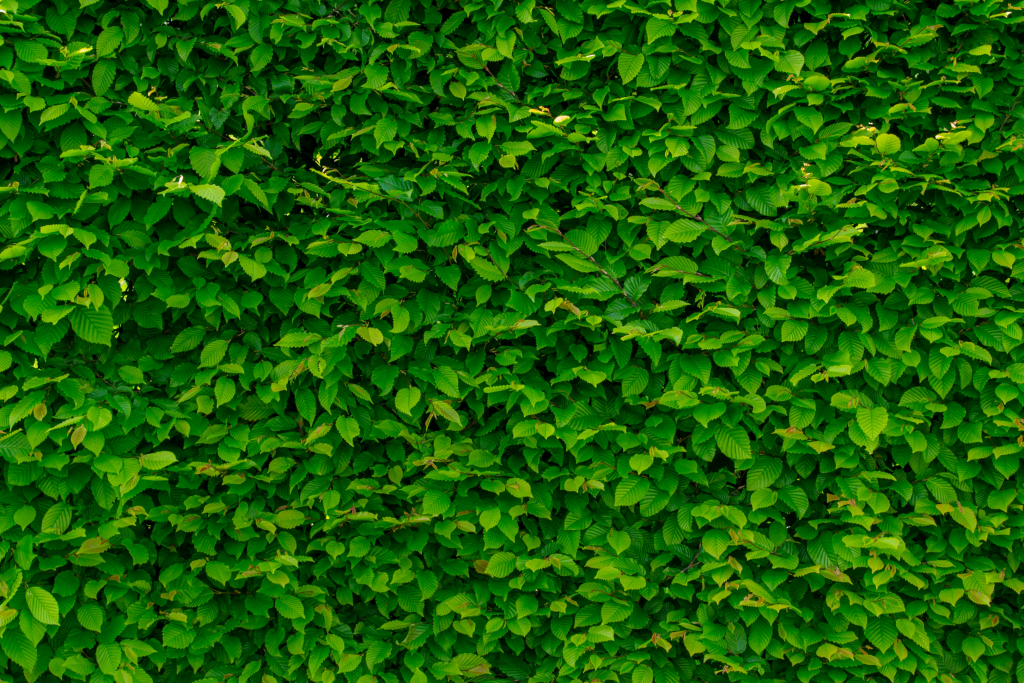 Green Wall