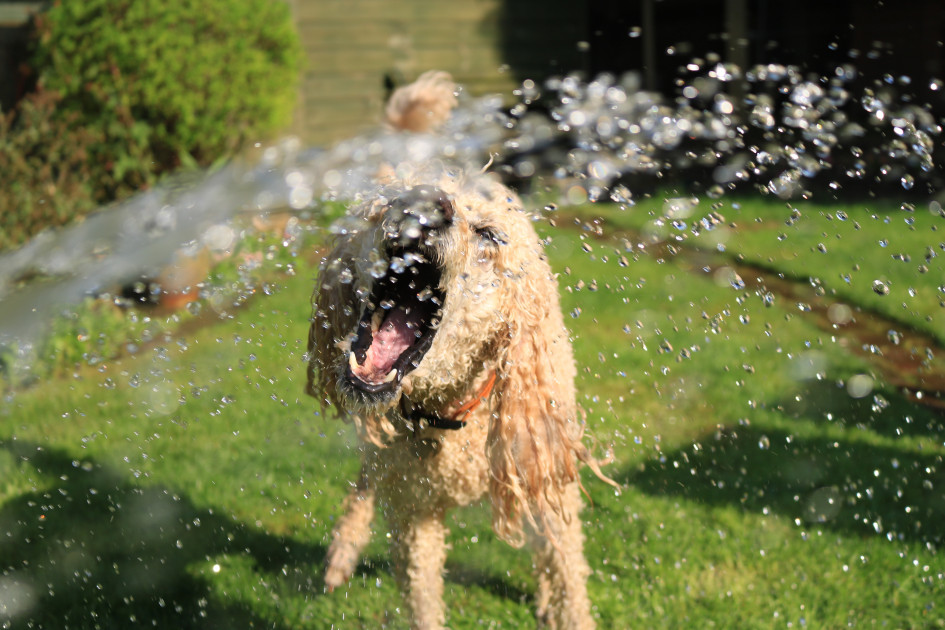 How to Keep Your Dog Cool in Summer