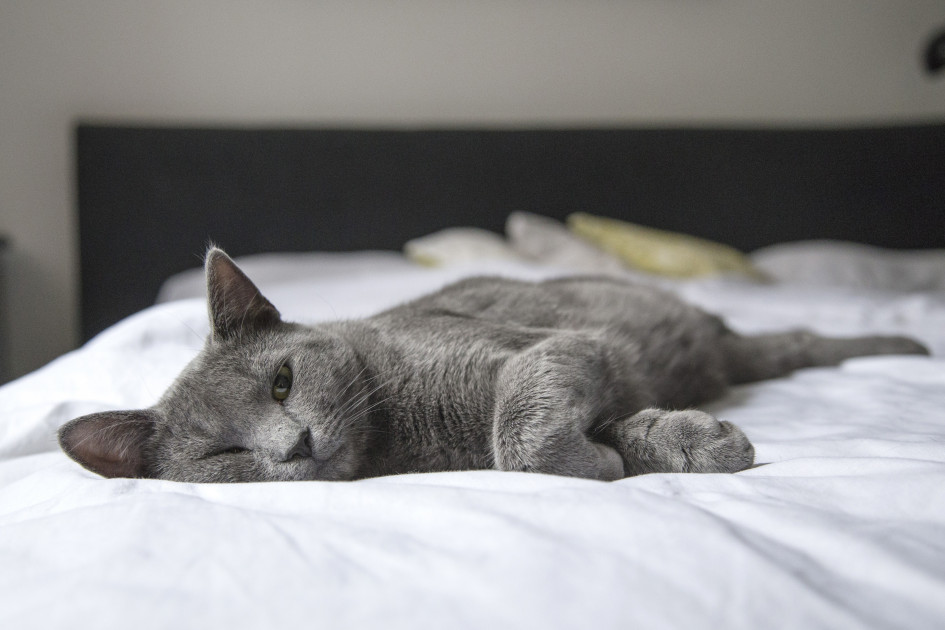 Purrfect Companions The Best Cat Breeds for Condo Living