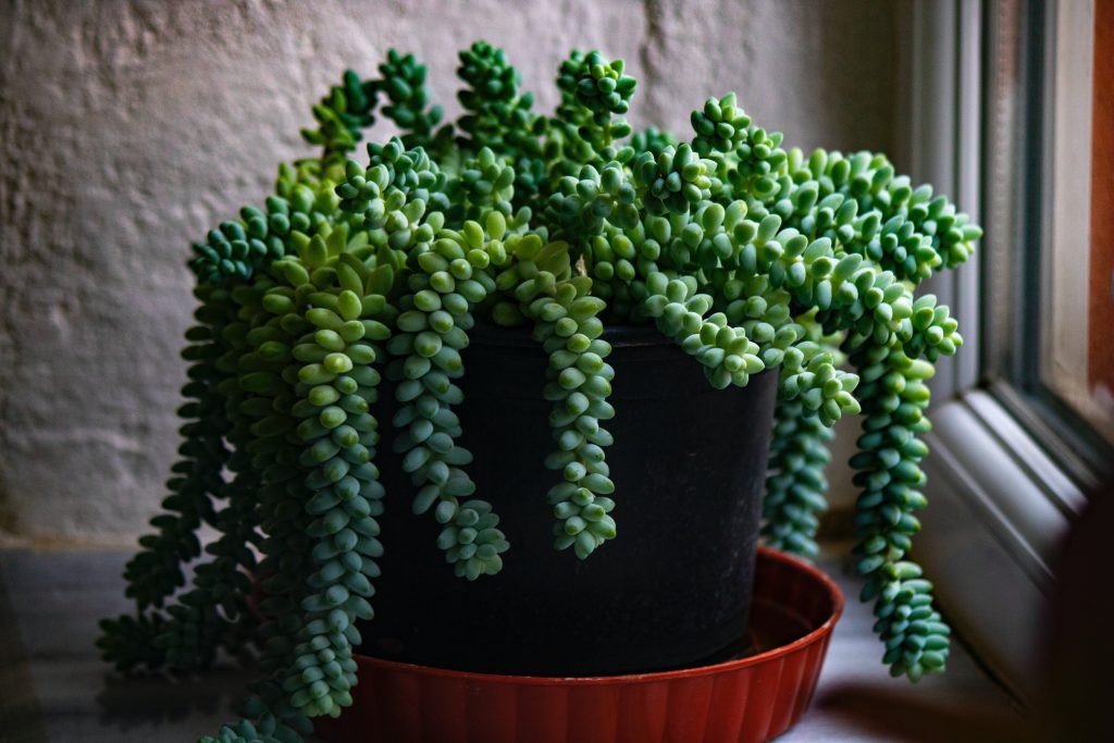 burros tail