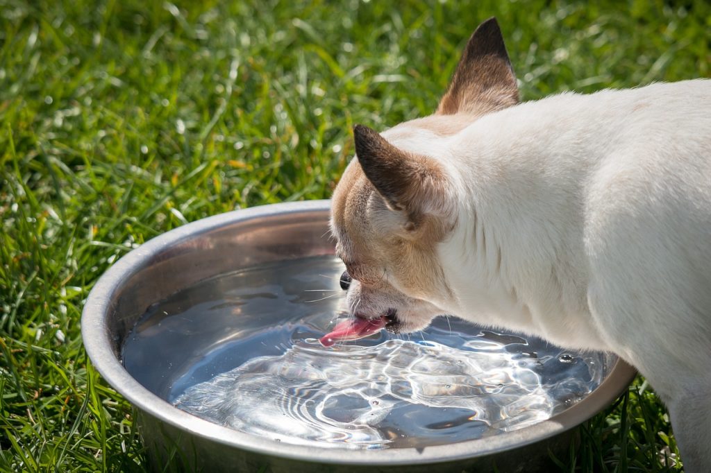 dog drinking from water bowl