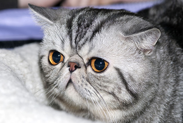 exotic shorthair