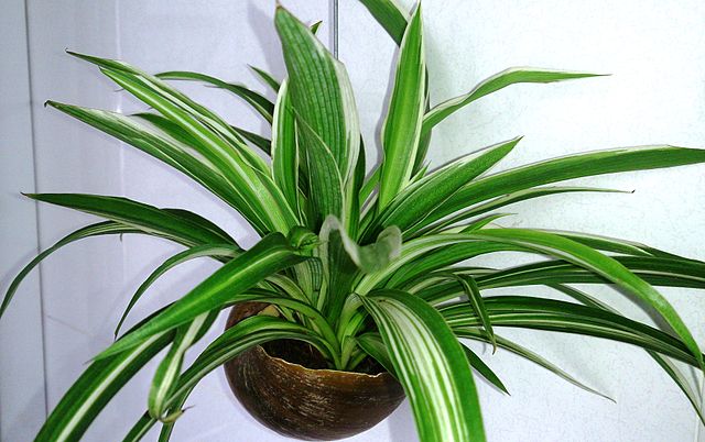 spider plant