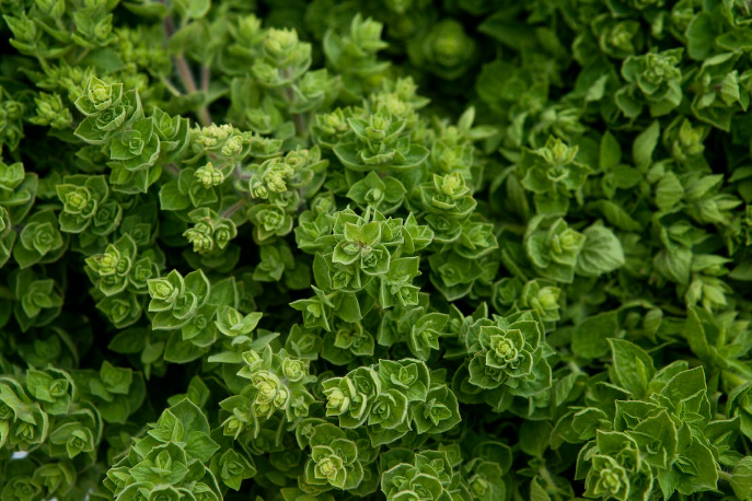 oregano