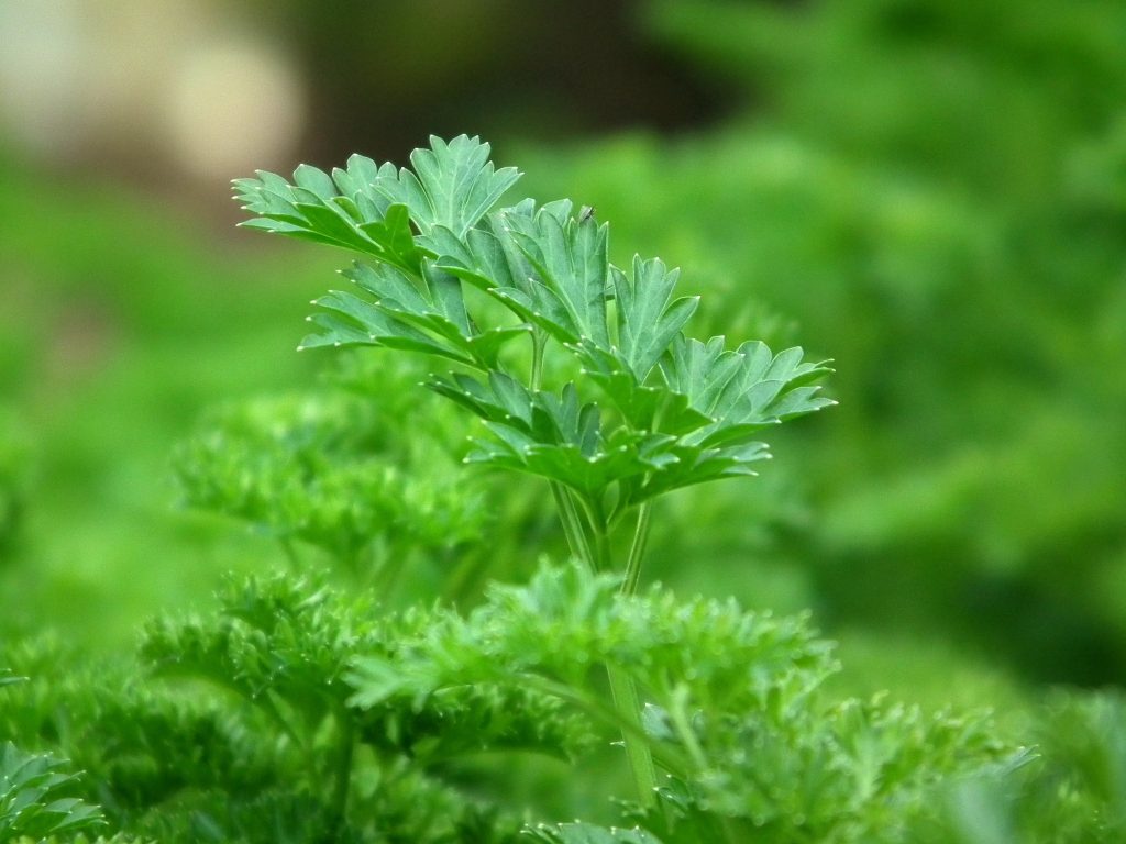 parsley