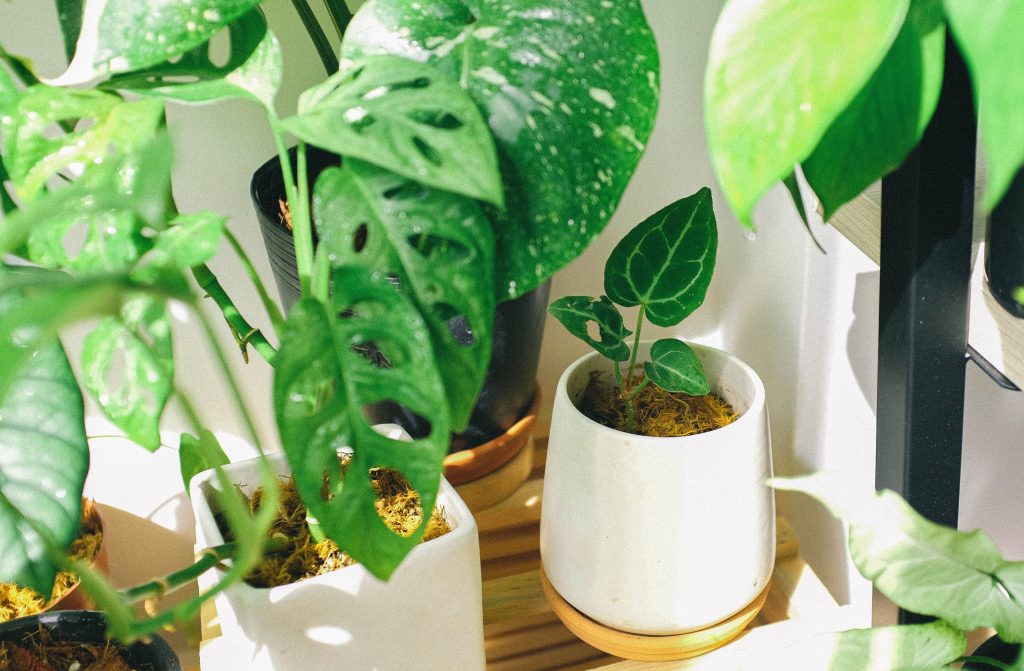 mini garden in a condo balcony