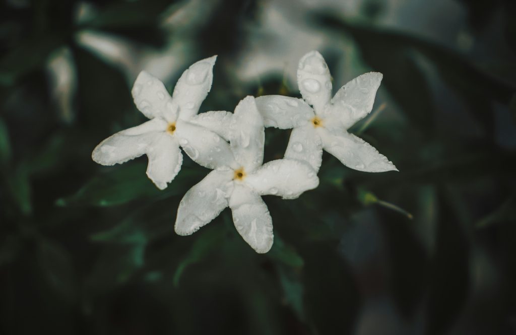 jasmine flower