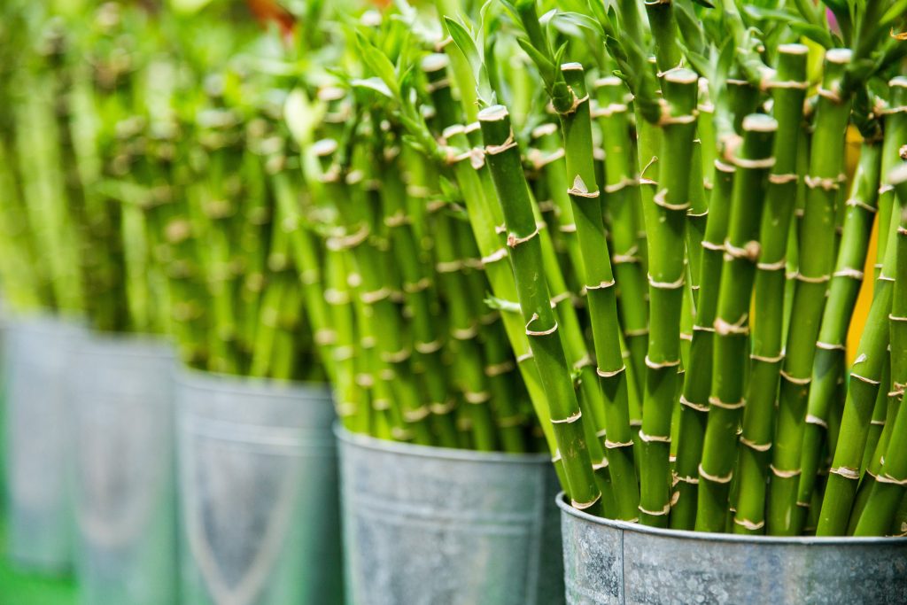 bamboo plant