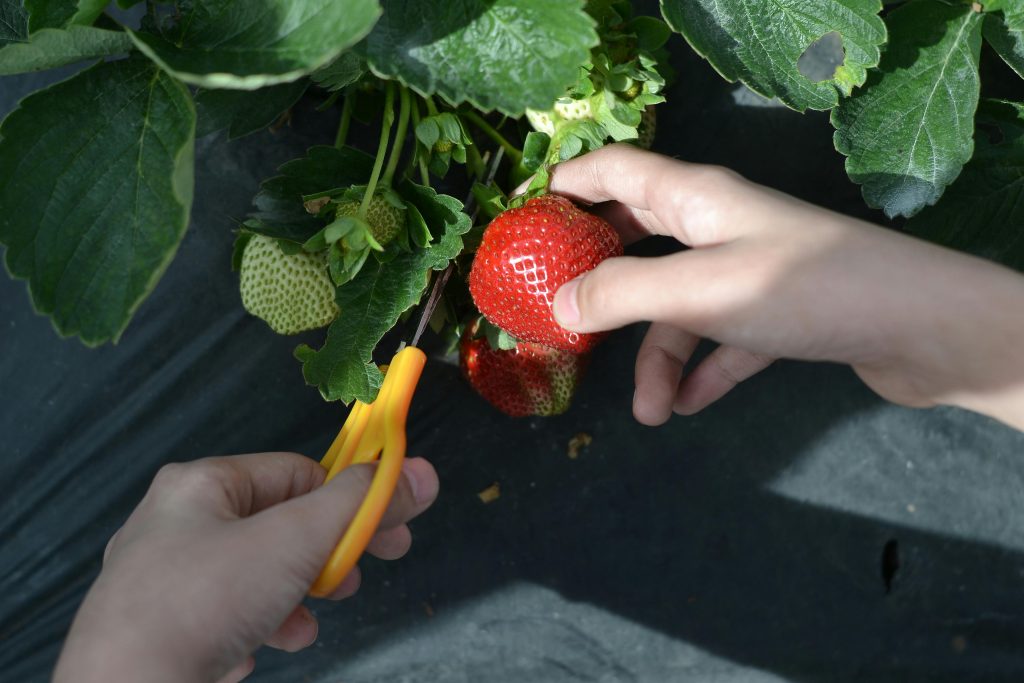 harvesting strawberry plant