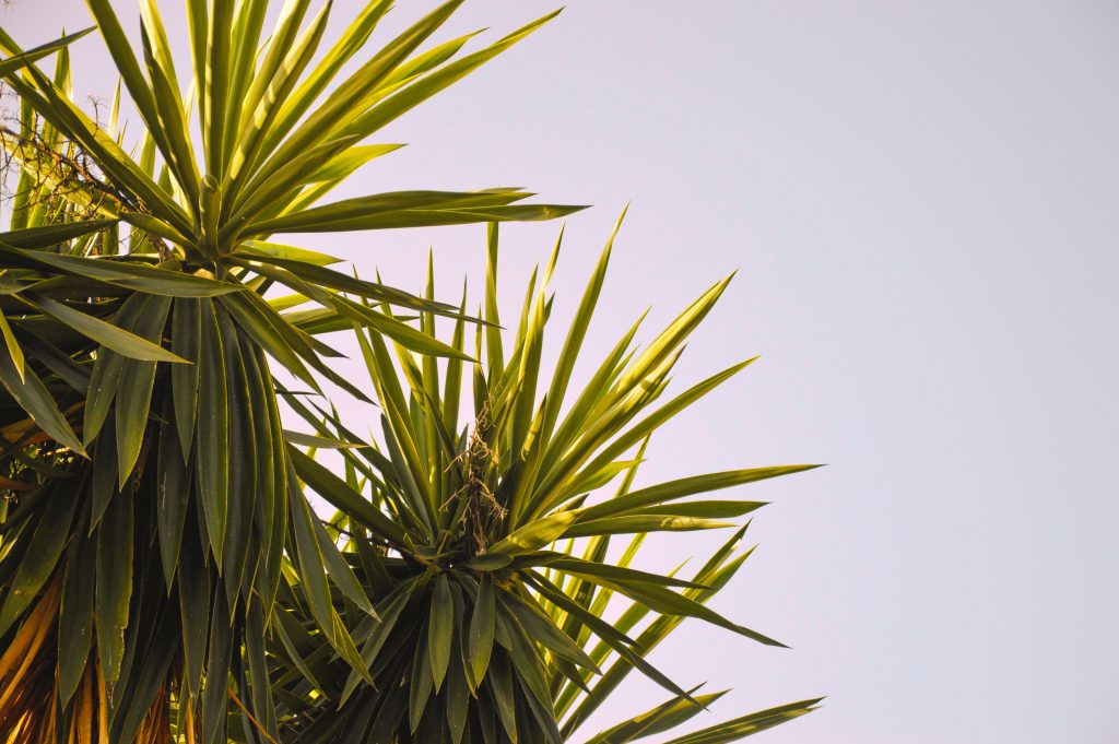 yucca plant